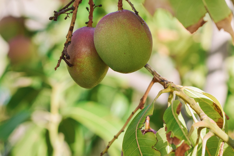 Mojo Workshop and botanical walk