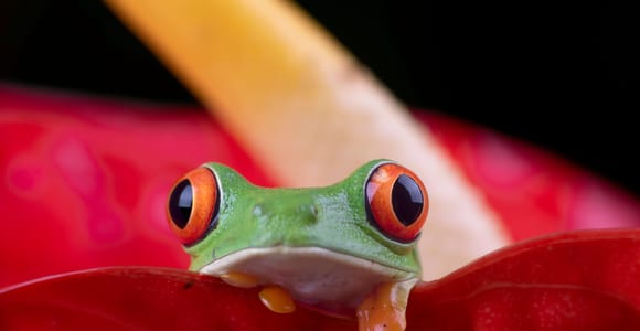 Manuel Antonio: Night Walking Tour with a Naturalist Guide