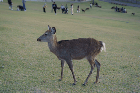 Nara: Must-see attractions tour with English-Speaking Guide