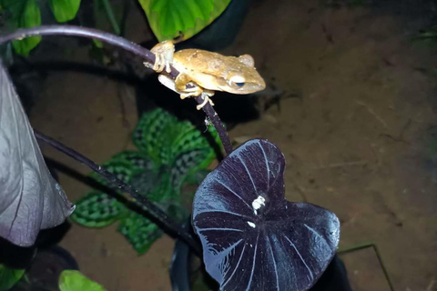 Khao Sok: Aventura Safari Nocturno Privado con Traslado al HotelAventura compartida