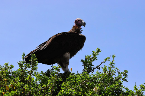 Dagtrip: Zanzibar naar Selous/ Nyerere National Park