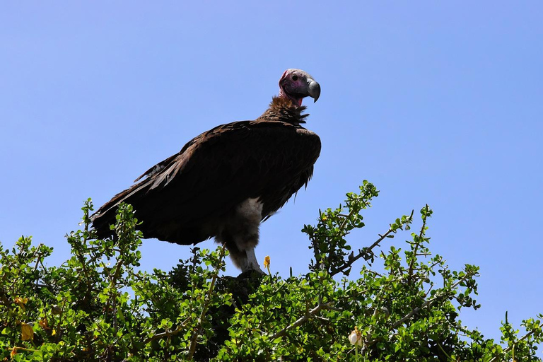 Excursion d&#039;une journée : Zanzibar à Selous/ Parc national Nyerere