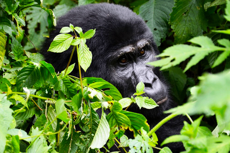 Safari de 7 jours aux chutes Murchison, avec randonnée pour les chimpanzés et les gorilles