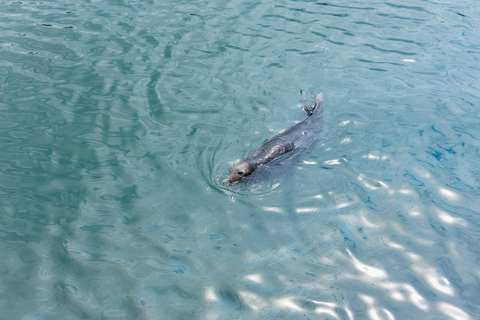 Dublin: Dublin Bay, Howth Coast and Ireland's Eye Boat Tour