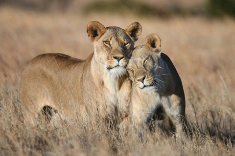 3-Day 2-Nights Maasai Mara Big 5 Safari All Inclusive