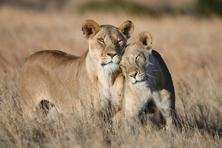 3-Day 2-Nights Maasai Mara Big 5 Safari All Inclusive