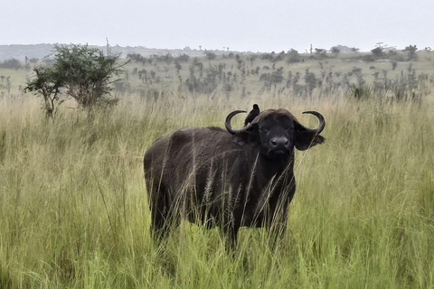 Uganda: 3-Day Murchison Falls & Kibale Chimpanzee Trekking