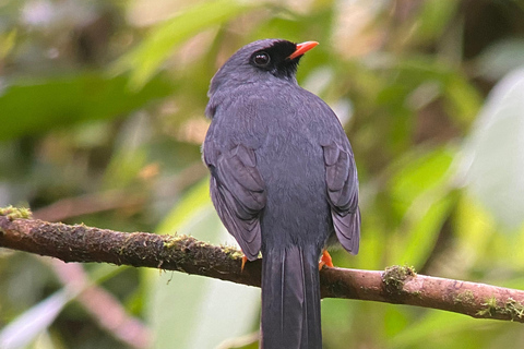 Monteverde: Vogelbeobachtungstour