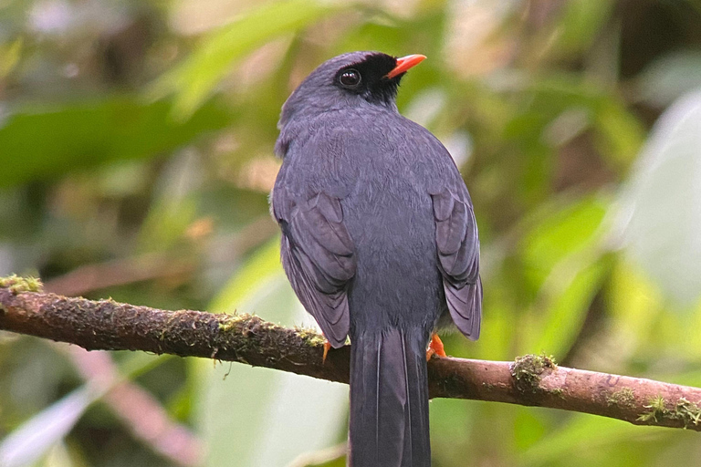 Monteverde: tour di osservazione degli uccelli