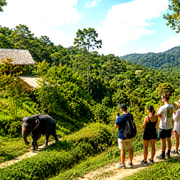 Phuket:(Save 20%) Patong Elephant Ethical Sanctuary Tour Phuket:(Save 20%) Patong Elephant Ethical Sanctuary Tour