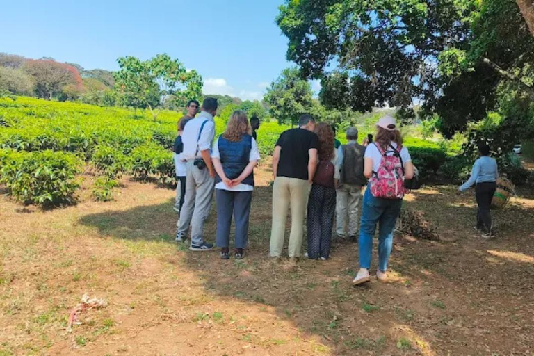 Nairobi: Gathoni Sensory Garden & Tea Farm Tour With Tasting