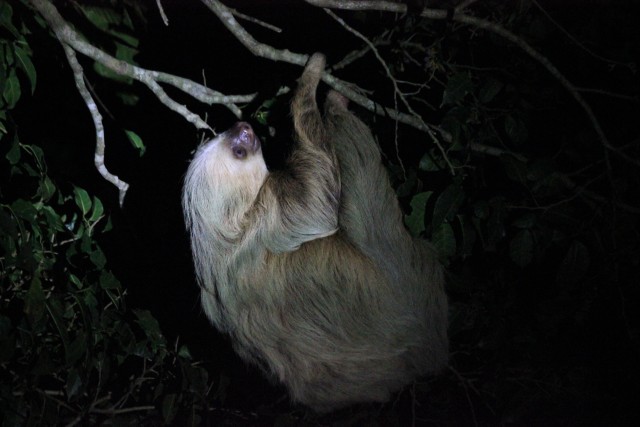 Visit La Fortuna Night Walk in a High Biodiversity Rainforest in Arenal, Costa Rica