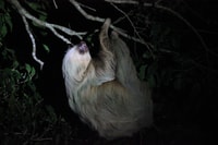 La Fortuna Night Walk in a High Biodiversity Rainforest - Housity