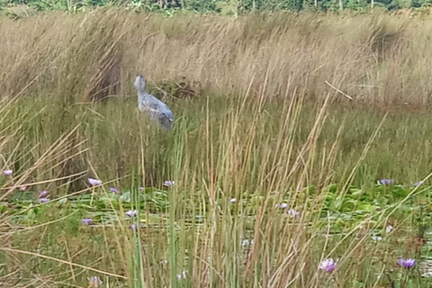 From Kampala: Mabamba Swamp Birding Half-Day Tour From Kampala: Mabamba Swamp Birding Day Tour