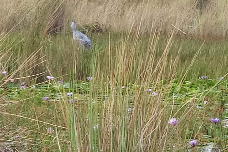 From Kampala: Mabamba Swamp Birding Half-Day Tour From Kampala: Mabamba Swamp Birding Day Tour