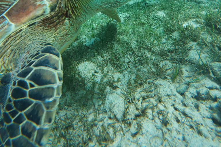 Cebu: Moalboal Island Hopping Paradise, Sardines Run