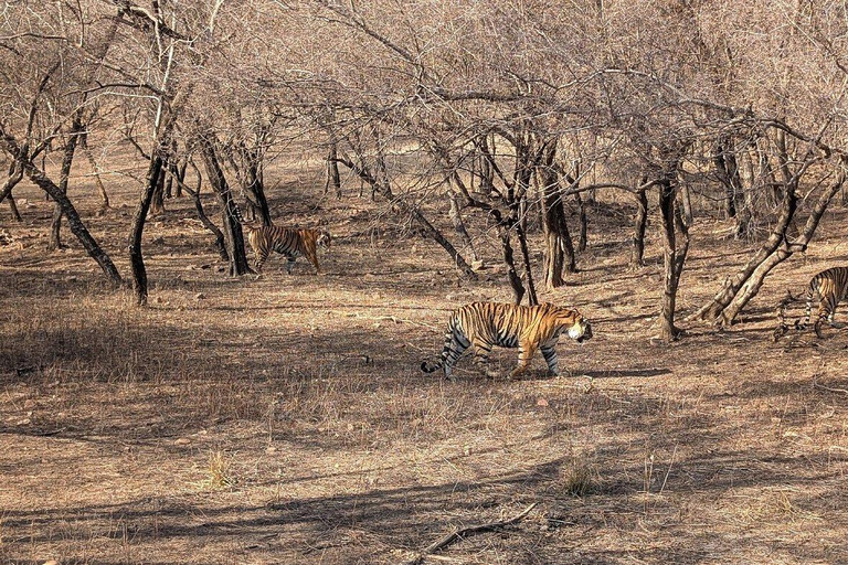 Delhi: 7 Tage Goldenes Dreieck mit Tiger-Safari &amp; VaranasiTour mit 5-Sterne-Hotel-Unterkunft