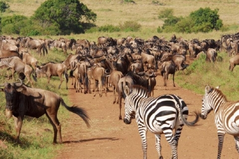 3 jours de safari à Saltlick lodge depuis Nairobi