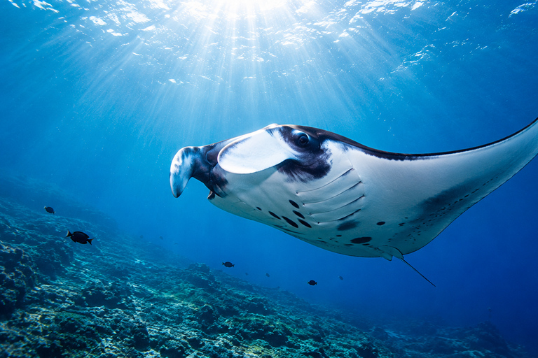 Full Day Trip Highlight of Komodo Archipelago
