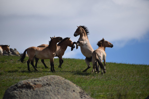 Hustai National Park Day Tour Autumn: Standard Departure