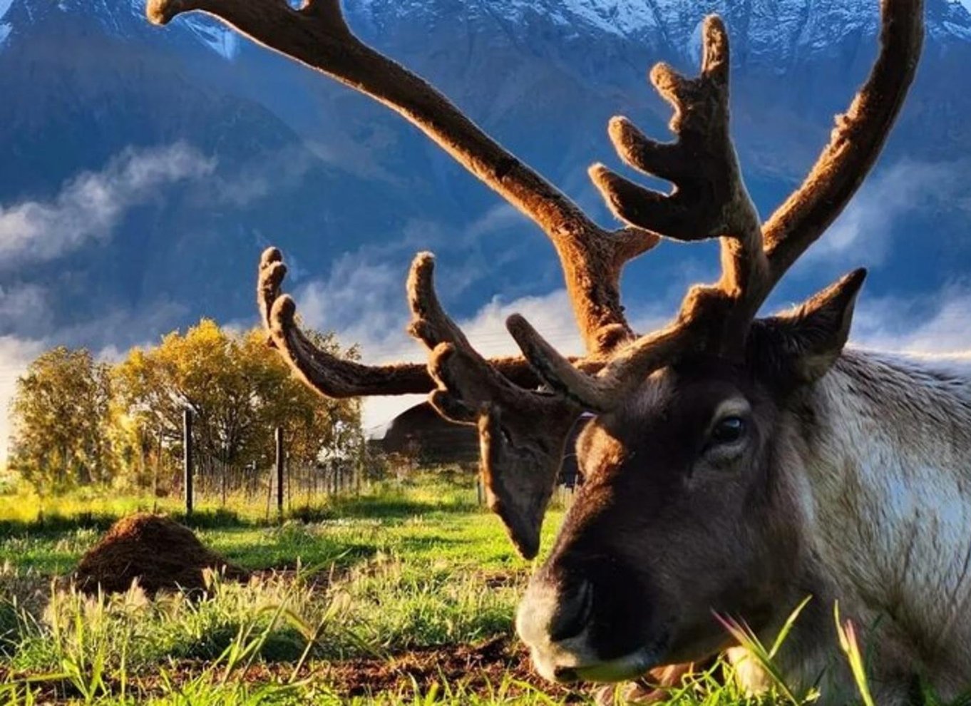 Hatcher Pass og rensdyr-eventyr – afhentning ved ankerplads