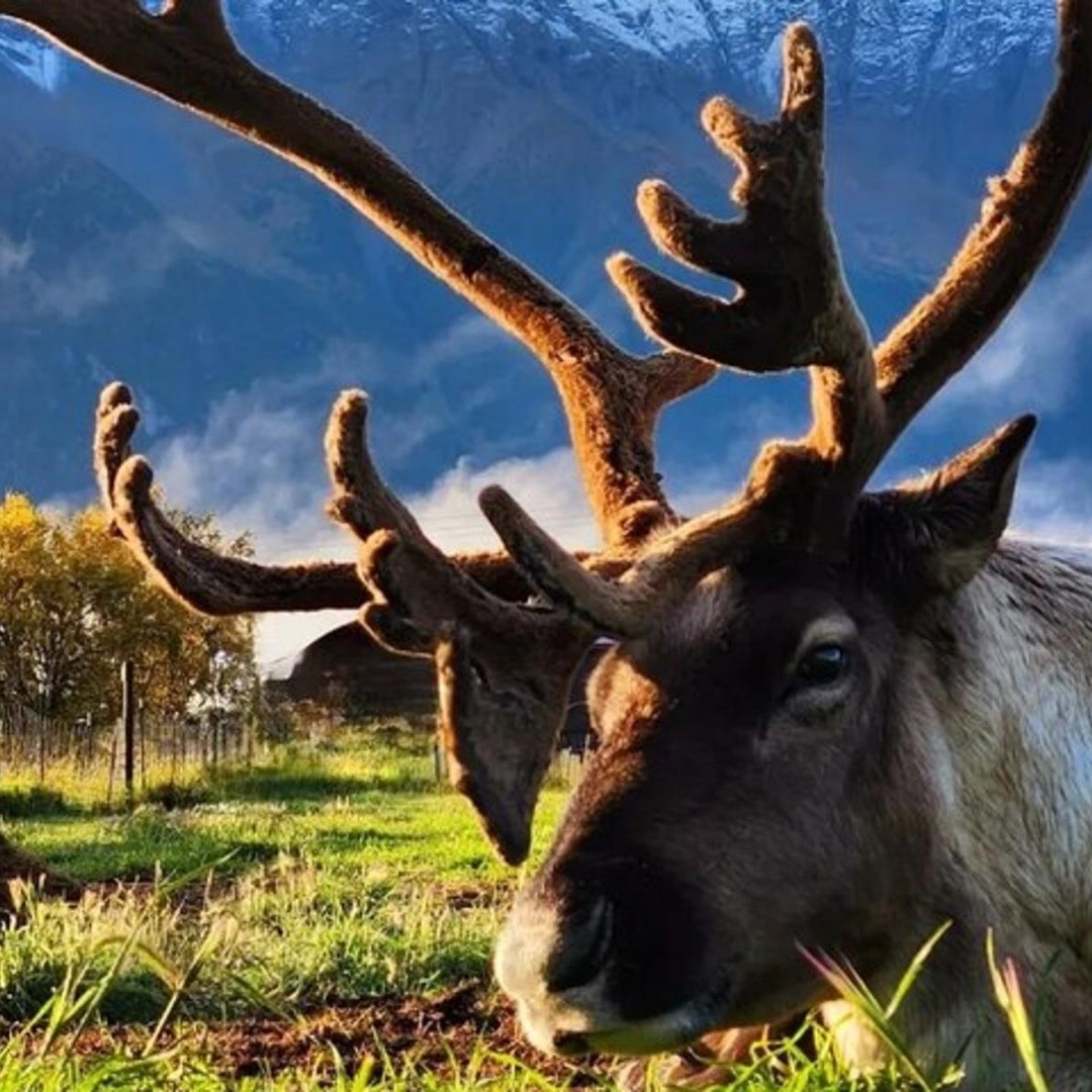 ハッチャーパス＆トナカイアドベンチャーツアー（停泊地ピックアップ