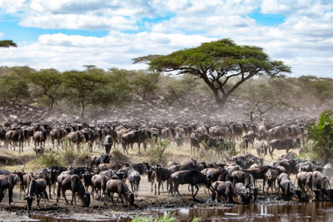 Beste Kilimanjaro Safari 7 Tage Serengeti Gnuwanderung