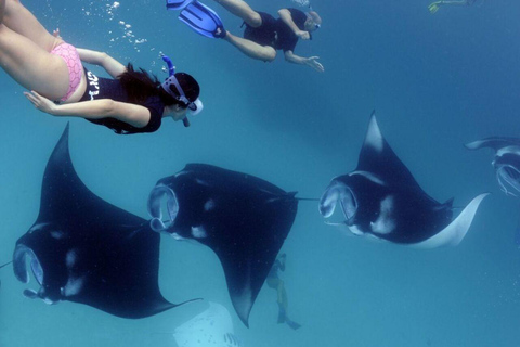 Rasdhoo: Manta Ray Cleaning Station Adventure with Photos