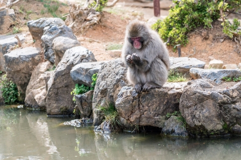 Kyoto: Arashiyama bamboebos en apenparkwandelingArashiyama-wandeltocht - Bamboebos, Apenpark en meer
