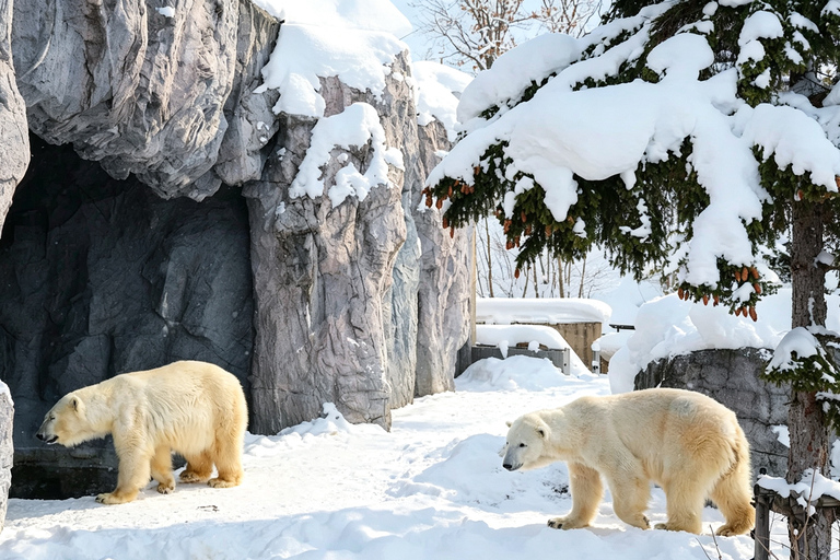 Sapporo: Asahiyama Zoo, Blue Pond & Fairy Terrace Tour Departure: Odori Park Subway Station Gate 31