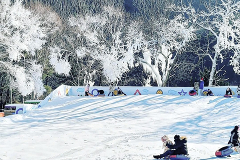 Busan: Winter Healing Park and (Gyeongju/Daegu) One Day Tour Healing Park + GYEONGJU Winter: Meet at KTX Busan Station