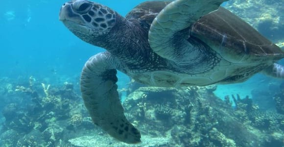 Swim with, Feed and Play with Sea Turtles in Nungwi