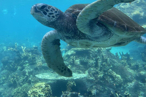 ZANZIBAR: Jet Car Experience+Drone Option & Sea Turtles Swim OPT FOR SOUTH-EAST COAST GUESTS – TRANSFER INCLUDED OPTION