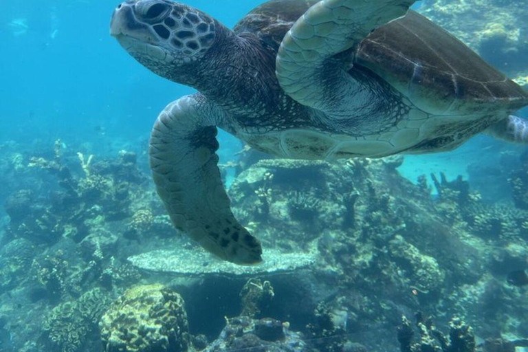 ZANZIBAR: Jet Car Experience+Drone Option & Sea Turtles Swim OPT FOR SOUTH-EAST COAST GUESTS – TRANSFER INCLUDED OPTION