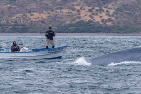 Loreto: Whale Watching Cruise with Transfers and Lunch