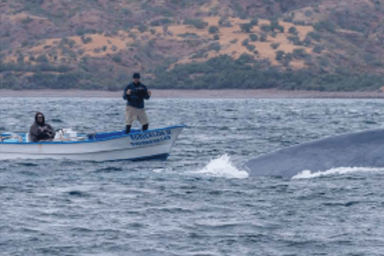 Loreto: Whale Watching Cruise with Transfers and Lunch