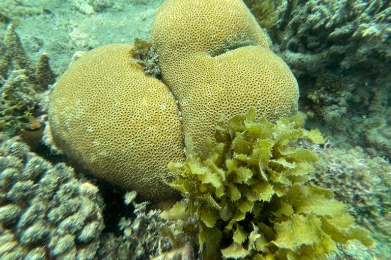 Zanzibar: Salaam cave sea turtles, Star fish & Blue Lagoon Tour without hotel pick up and drop off