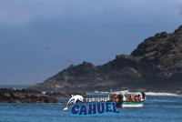 Penguins in Chiloé, rocce e uccelli. - Housity