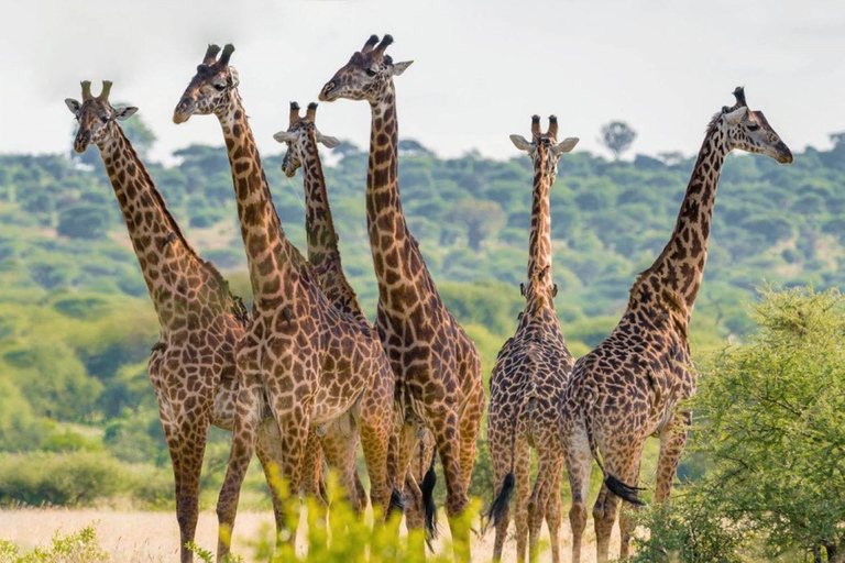 3-daagse luxe safari in Serengeti en Ngorongoro