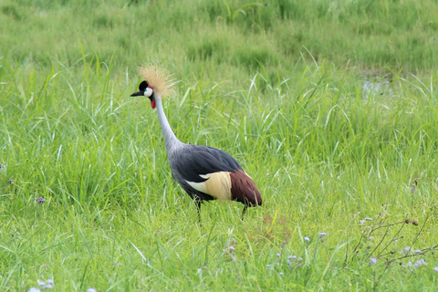 From Kampala: Mabamba Swamp Birding Half-Day Tour From Kampala: Mabamba Swamp Birding Day Tour