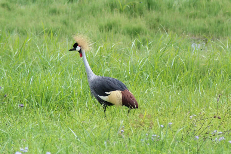 From Kampala: Mabamba Swamp Birding Half-Day Tour From Kampala: Mabamba Swamp Birding Day Tour
