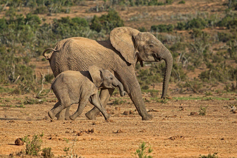 Safari africain de 3 jours dans le parc national de MikumiVeuillez vous rendre au lieu de rendez-vous « Gare SGR de Dar es Salaam ».