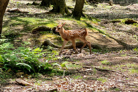 Nara : Todaiji, Kasuga, parc de Nara et Hozan-ji (prolongé)