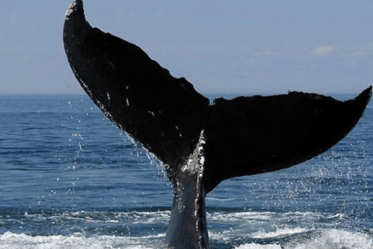 Cape Town to Hermanus Whale Watching Day Tour