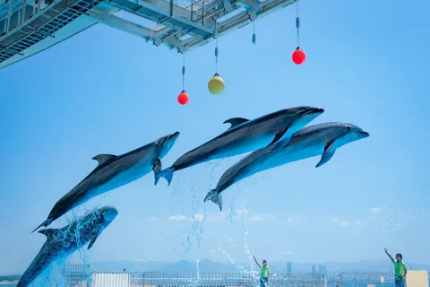 Fukuoka: Marine World Uminonakamichi E-Tickets