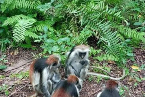 ZANZIBAR: Salaam-grot, Prison Island &amp; Jozani Forest TourZANZIBAR: Salaam-grot, Prison Island en Jozani Forest Tour
