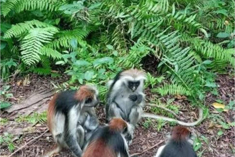 ZANZIBAR: Salaam-grot, Prison Island &amp; Jozani Forest TourZANZIBAR: Salaam-grot, Prison Island en Jozani Forest Tour