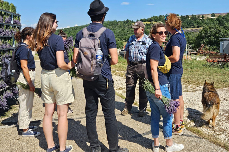 Vanuit Aix-en-Provence: Lavendel Halve Dag Ochtend TourVanuit Aix-en-Provence: lavendelochtendtour van een halve dag