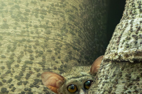 North Sulawesi, Bitung: Tangkoko Wildlife Adventure North Sulawesi, Bitung: Tangkoko Wildlife Cruise Excursion