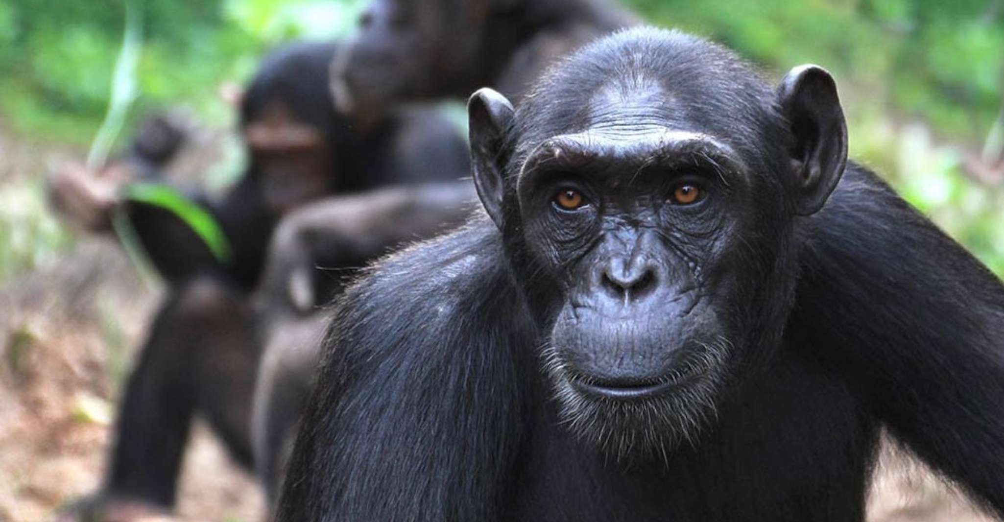 Chimpanzees Trip , wildlife in Conkouati Douli National park, Pointe ...